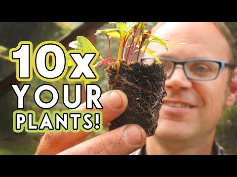 Budget Busting Plants💰More Food For Free! 🌱x🤓 = 🌱🌱🌱🌱🌱🌱🌱🌱🌱🌱