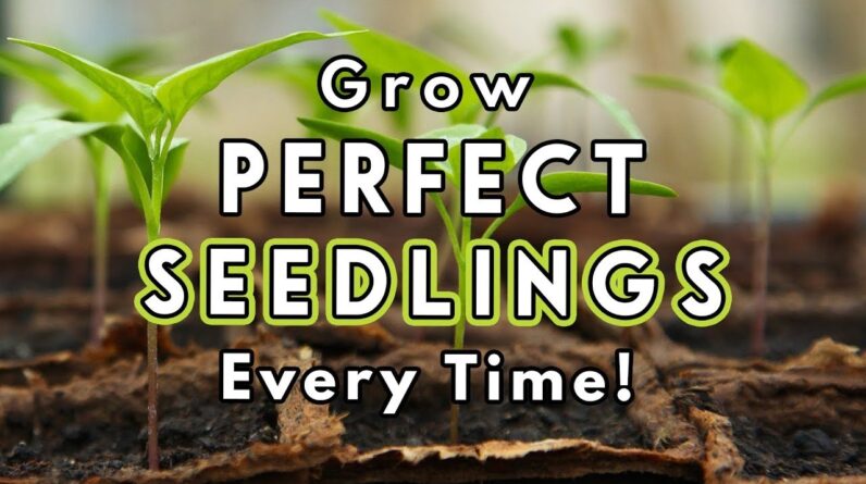 Seed Starting Success: Sow Like a Pro! 🌱🌿🪴