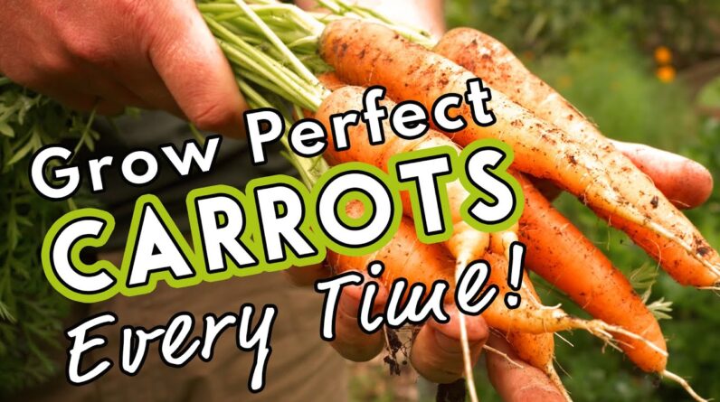 Grow Perfect Carrots Every Time! 🥕🥕🥕
