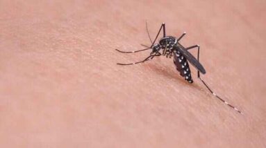 mosquito on arm