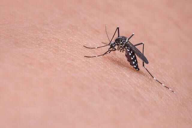 mosquito on arm