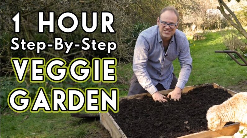 New Vegetable Garden: How To Get Started
