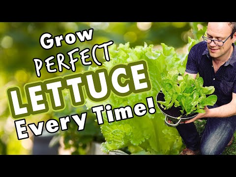 How To Grow Perfect Lettuce Every Time!  🥬🥬🥬