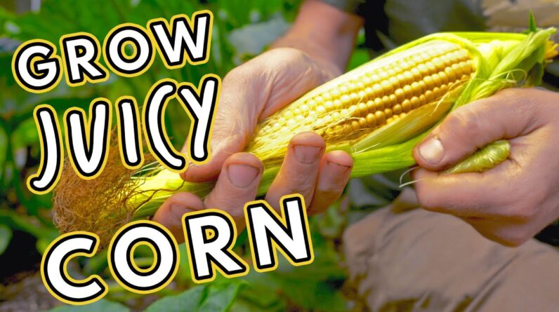 Secrets to Successful Corn: Grow the Juiciest Cobs 🌽 🌽 🌽