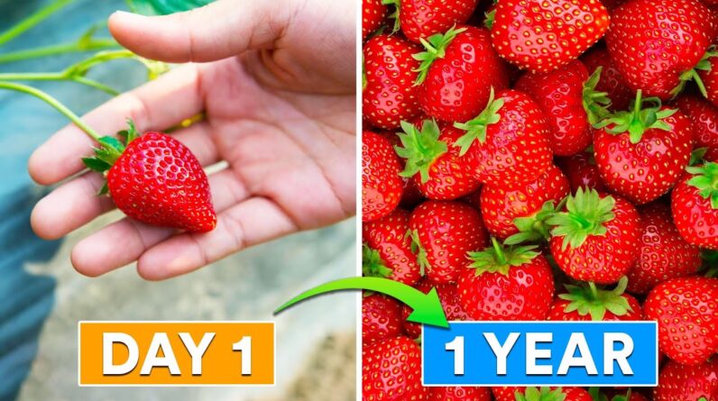How To Turn 1 Strawberry into 100s 🍓🍓🍓🍓🍓